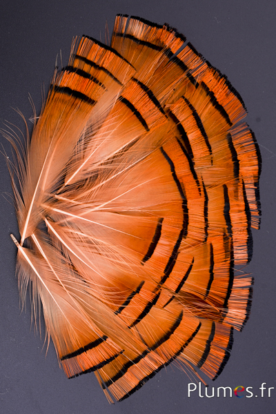 Faisan doré  - 4-6 cm - orange doré-saumon rosé